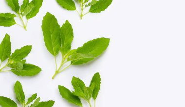 Beyaz arka planda taze kutsal fesleğen yaprakları. Kopyalama alanı