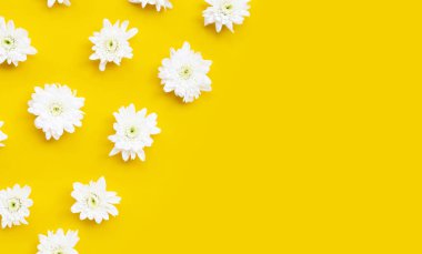 Sarı arka planda kasımpatı çiçeği. Boşluğu kopyala