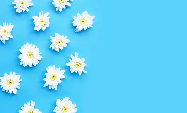 Flor Crisantemo Sobre Fondo Azul Copiar Espacio —  Fotos de Stock