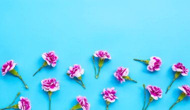 Mavi arka planda karanfil çiçeği. Boşluğu kopyala