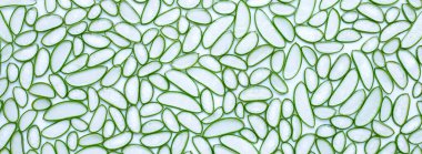 Aloe Vera sağlık ve güzellik için popüler bir şifalı bitkidir. Üst görünüm