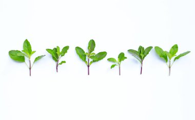 Beyaz arka planda kutsal fesleğen yaprakları. Boşluğu kopyala