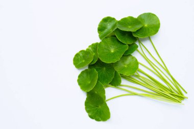 Taze yeşil centella asiatica yaprakları veya su pennywort bitkisi