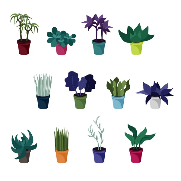 Ensemble Diverses Plantes Intérieur Illustration Vectorielle — Image vectorielle