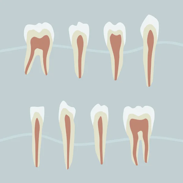 Estructura Los Dientes Humanos Ilustración — Archivo Imágenes Vectoriales