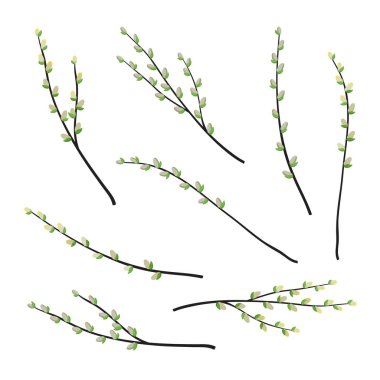 Çiçek açan söğüt dalları - vektör çizim