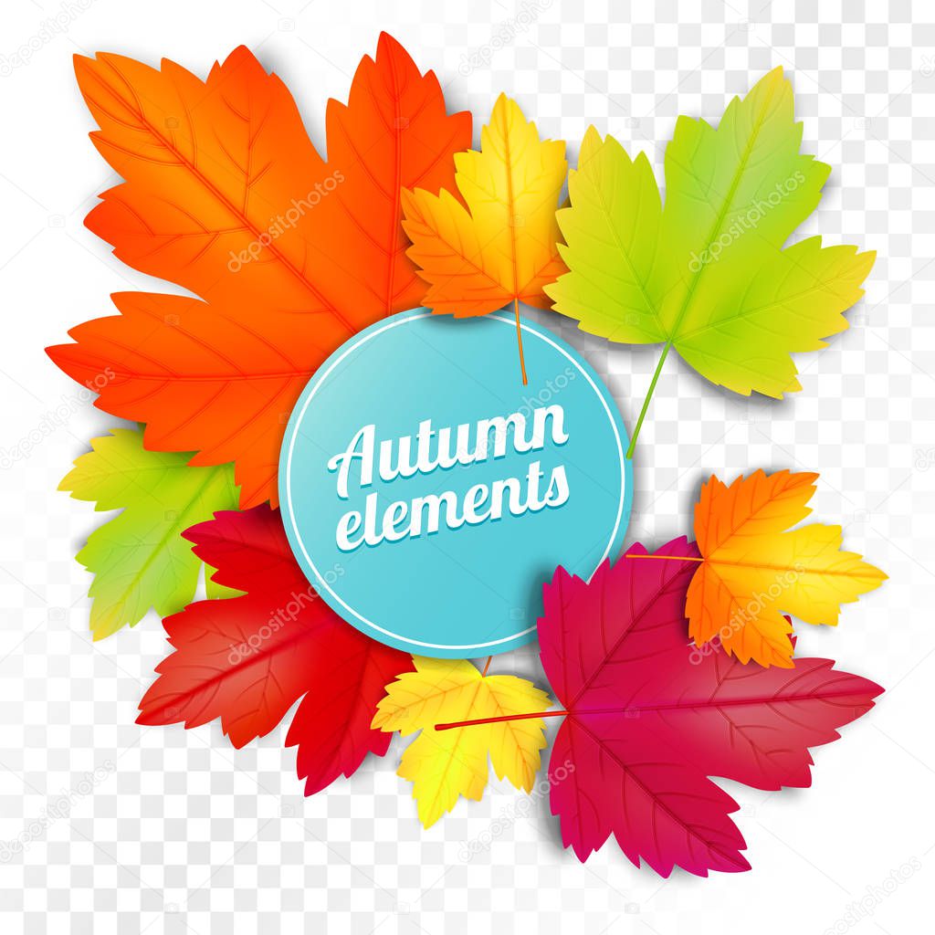 Set of autumn colored leaves on white and transparent background. Vector illustration template.