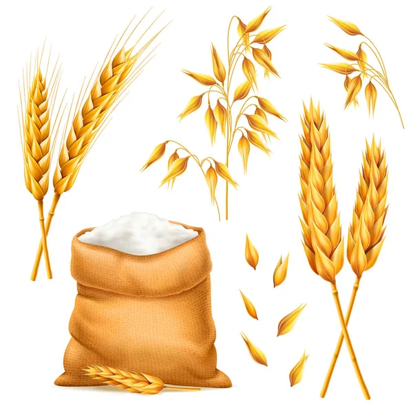 Realistische Bündel Weizen, Hafer oder Gerste mit einem Sack Mehl isoliert auf weißem Hintergrund. Vektorsatz von Weizenähren. Getreidekörner. Ernte und Landwirtschaft Thema. Zutatenelement. 3d — Stockvektor
