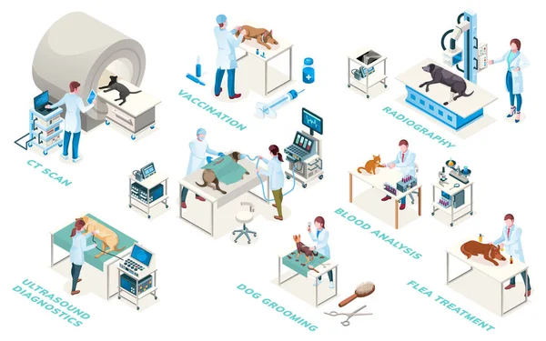 Isometric veteriner kliniği, veteriner hekimliği.