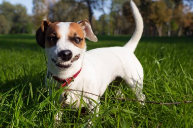 açık ve kızgın kameraya bakarak küçük köpek çalış