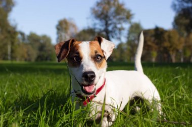 ile kolay ve şirin köpek dışında mutlu zaman jack russell terrier 