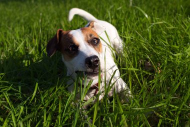 ile kolay ve şirin köpek dışında mutlu zaman jack russell terrier 
