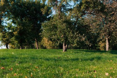 park ağaçları ile sonbahar güneşli bir günde