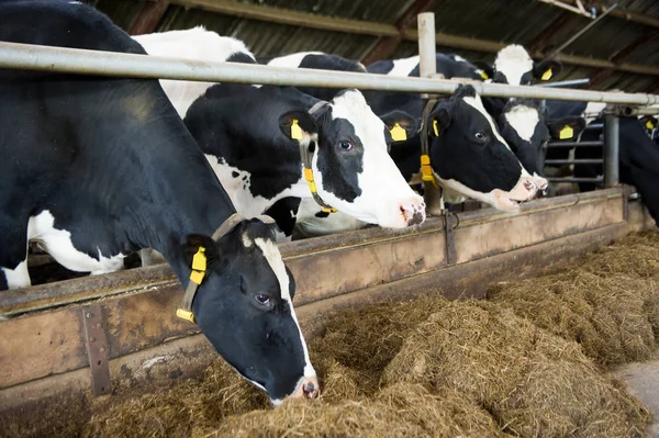 Krávy ve stodole — Stock fotografie