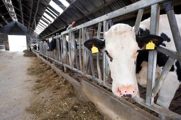 Vacas no celeiro — Fotografia de Stock