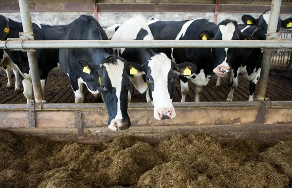 Cows in barn — Stock Photo, Image