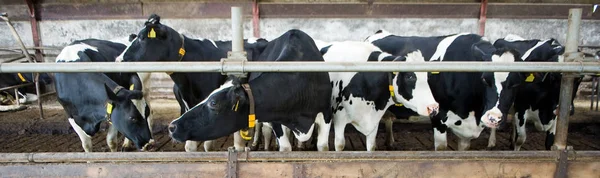 Krávy ve stodole — Stock fotografie