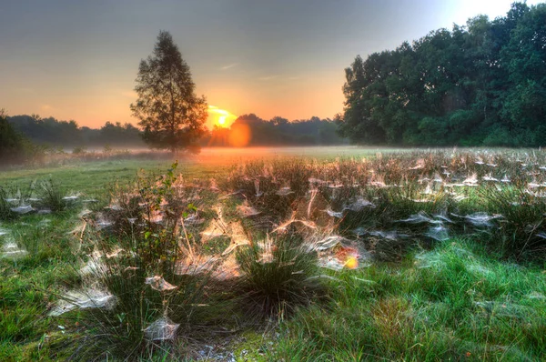 Spider webs between grass — Stock Photo, Image