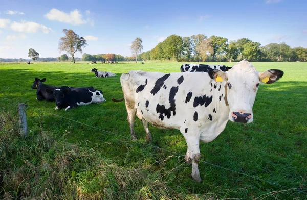 Dutch cows in meadow — Stock Photo, Image
