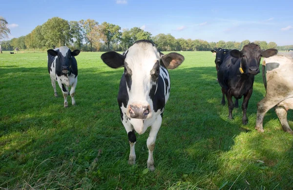 Dutch cows in meadow — Stock Photo, Image