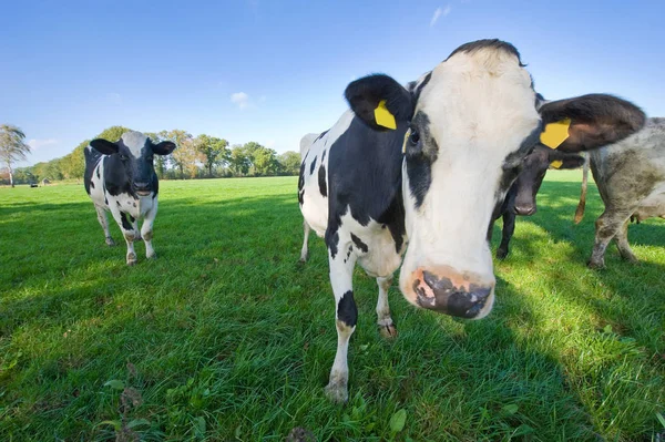 Nederlandse koeien in de Wei — Stockfoto