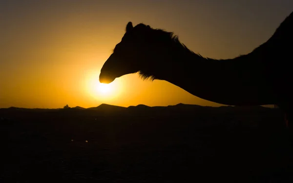 砂漠でヒトコブラクダ — ストック写真