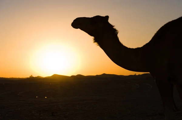 Dromedary in desert — Stock Photo, Image