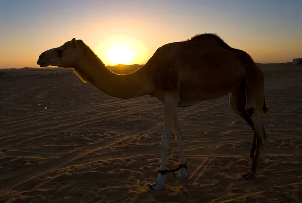 Dromedario en el desierto — Foto de Stock