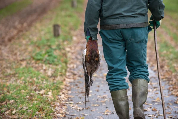 Jagen op hazen en fazanten — Stockfoto