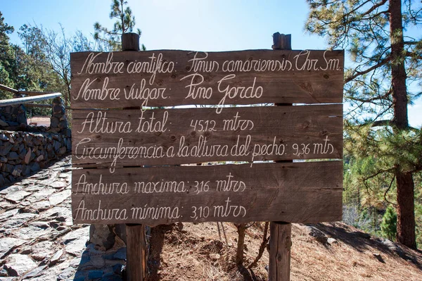 Pino Gordo albero su tenerife — Foto Stock