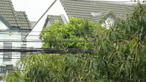 Regen met mangoboom — Stockvideo