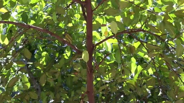 Serpiente comiendo un lagarto — Vídeo de stock