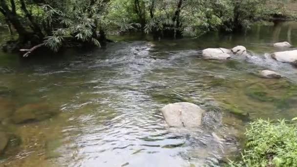 Лісова течія, що біжить на горі — стокове відео