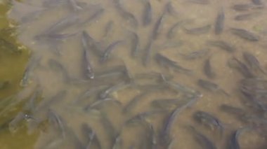 Nehir çok pangasius balık