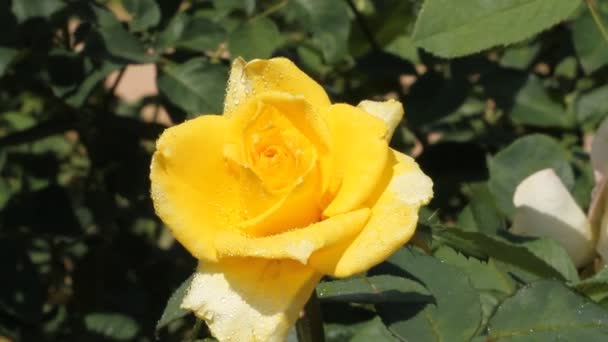 Žlutá růže v zahradě