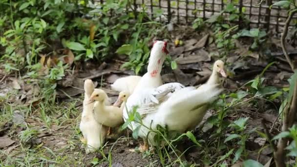 Pato família andando na fazenda — Vídeo de Stock