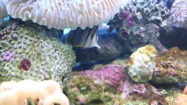 Balık ve Mercan Suyun Altında