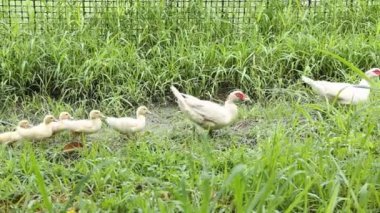 Çiftlikte yürüyüş ördek ailesi