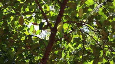 Ağaçta bir kertenkele yiyen yılan