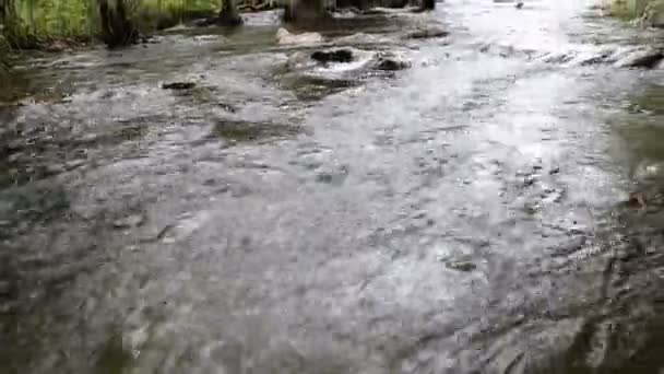 Forest stream running at Thailand — Stock Video