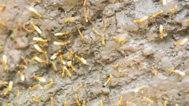 Ants carrying eggs — Stock Video