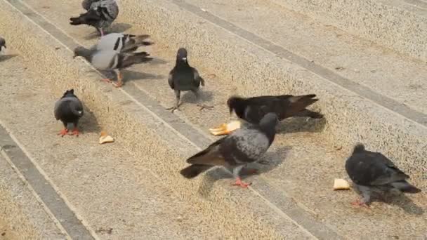 Güvercinler ekmek yolda yeme — Stok video