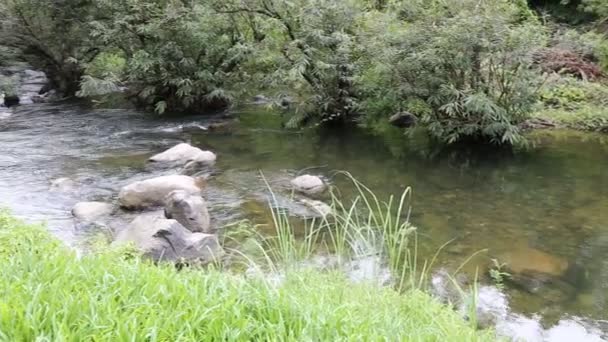 Forest stream uitgevoerd in Thailand — Stockvideo