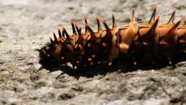 Bridwing doré dans le jardin — Video