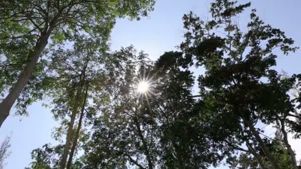 Luz solar a través de las hojas — Vídeo de stock