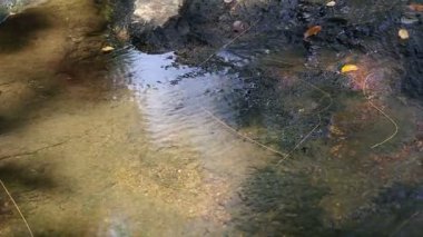 Örümcek su yakın çekim