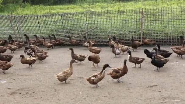Вітчизняна качка на фермі — стокове відео