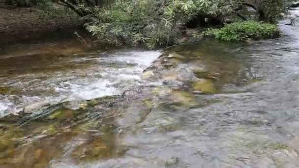 Waldbach fließt an der Grenze zu Thailand — Stockvideo