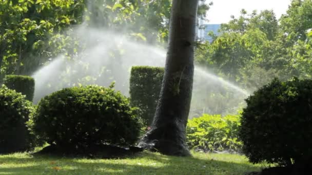 Sprinkler vattning i trädgården — Stockvideo