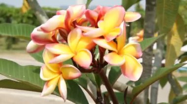 Frangipani ağaç bahçe.
